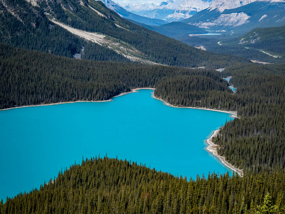 Lac Peyto dans le parc de Banff au Canada