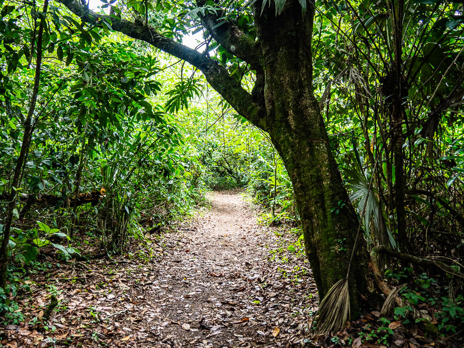 Parque Nacional de Tortuguero au Costa Rica