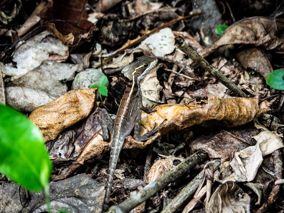 Basilic dans le parque nacional de Tortuguero au Costa Rica