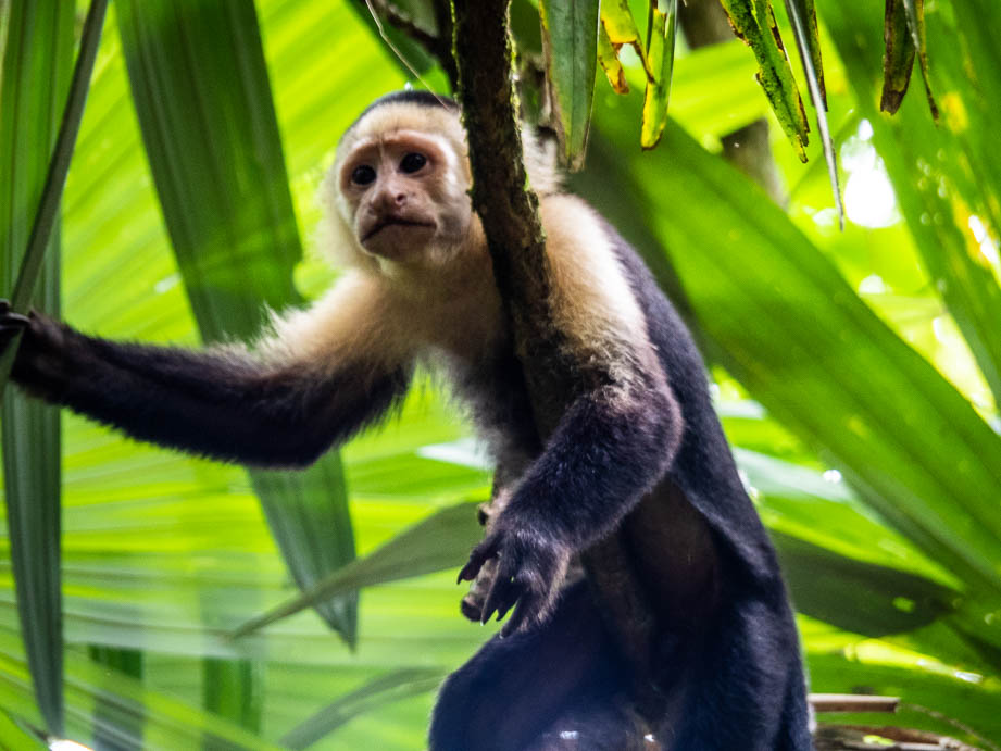 Singe capucin dans le parque nacional de Tortuguero au Costa Rica