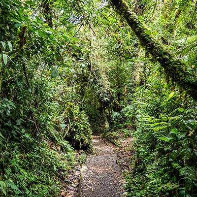 Monteverde et la cloud forest