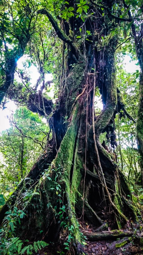 Cloud forest de Monteverde au Costa Rica