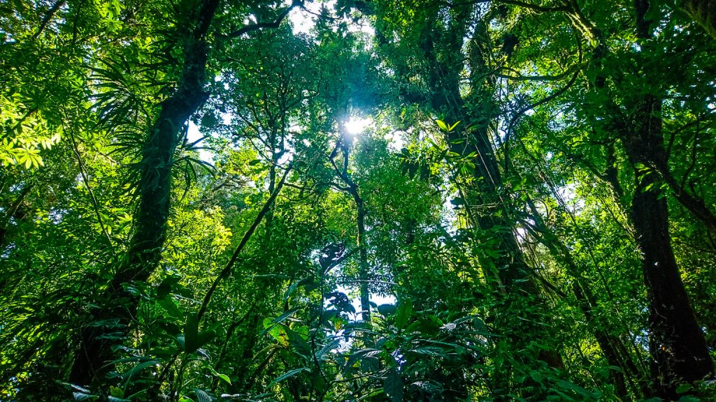 Cloud forest de Monteverde au Costa Rica