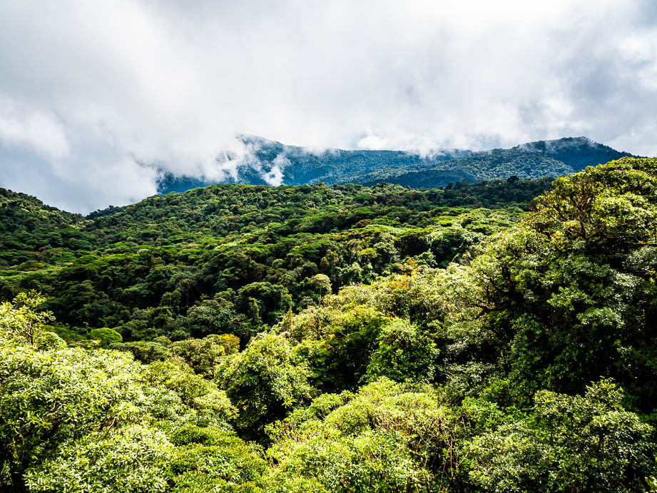 Cloud forest de Santa Elena au Costa Rica