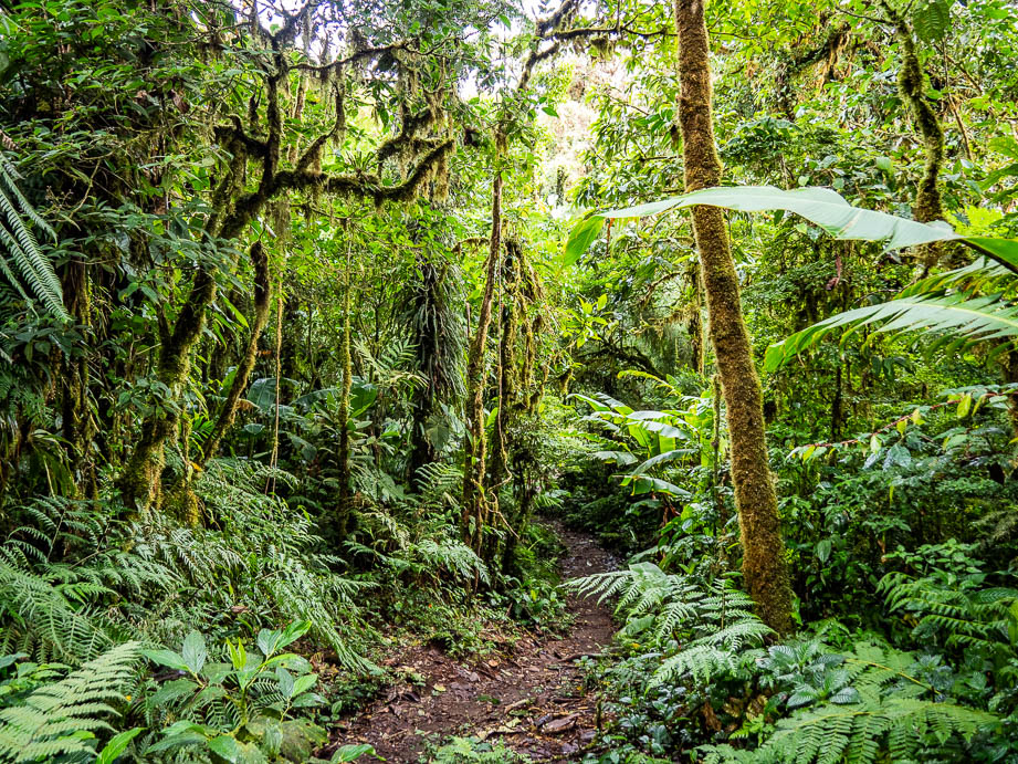 Cloud forest de Santa Elena au Costa Rica