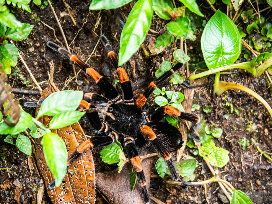 Mygale dans la cloud forest de Santa Elena au Costa Rica