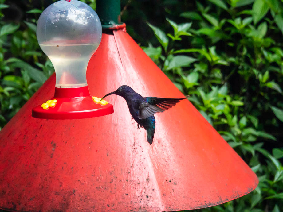 Colibri garden du Selvatura park de Monteverde au Costa Rica
