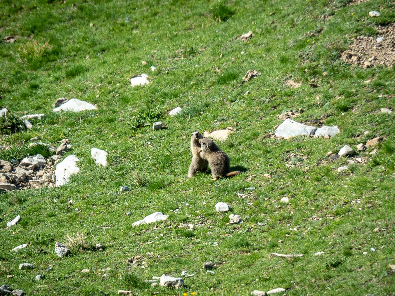 Marmotte dans le parc du Mercantour dans les Alpes
